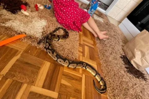 Izgubljena životinja