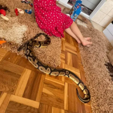 Izgubljena životinja