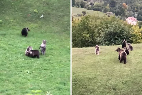 Medvjedi na Velebitu