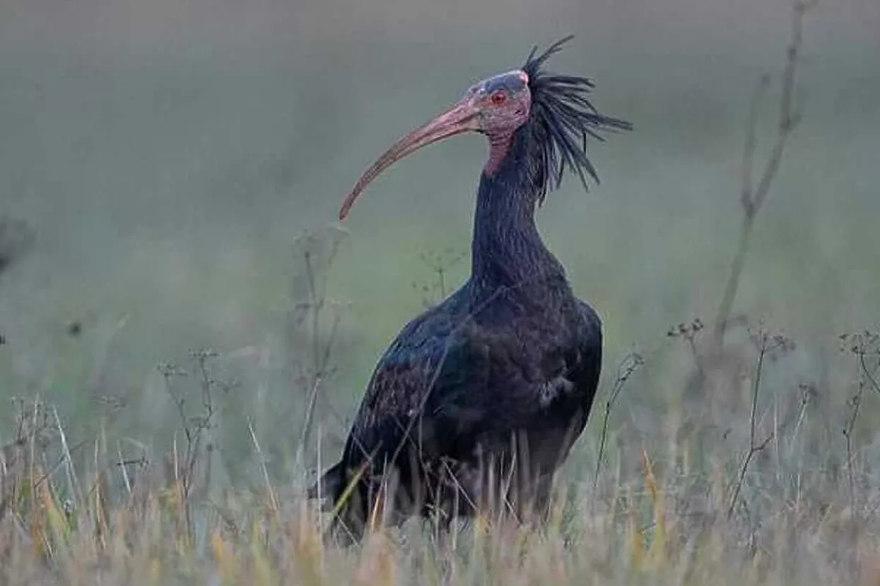 U Cazin sletjela jedna od najrijeđih ptica, ima ih jo&scaron; samo 300 na svijetu