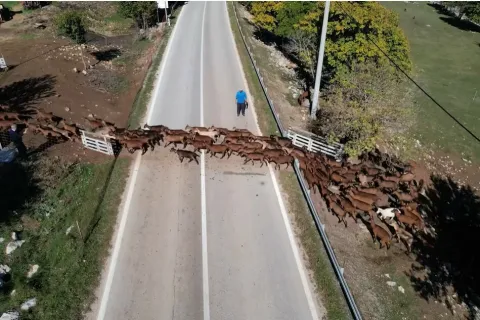 Supružnici sami brinu o 200 koza