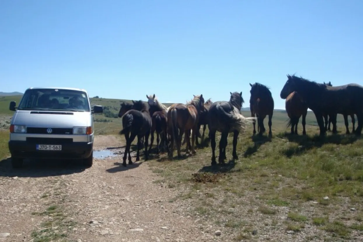 Divlji konji - Livno