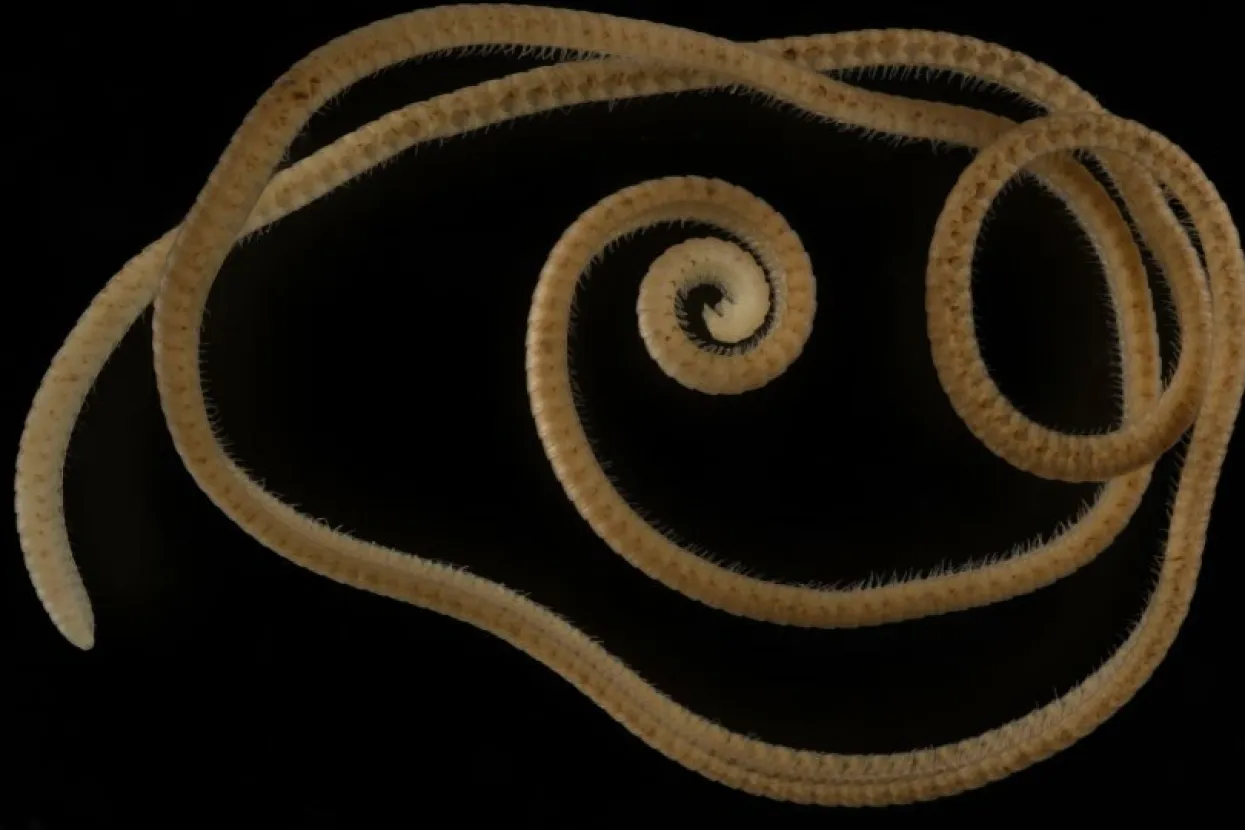 Izvor: Wikimedia Commons