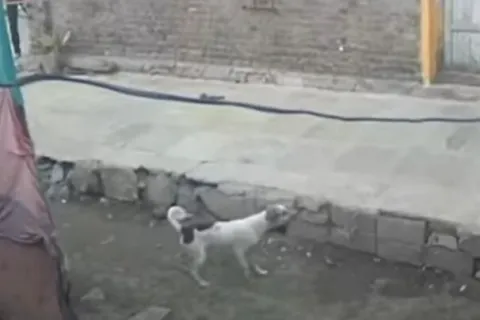 Sukob majmuna i štenaca