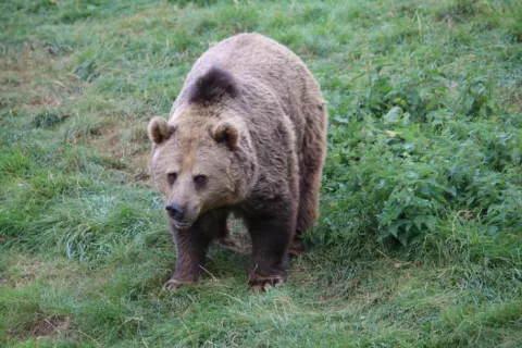 Ilustrativna fotografija