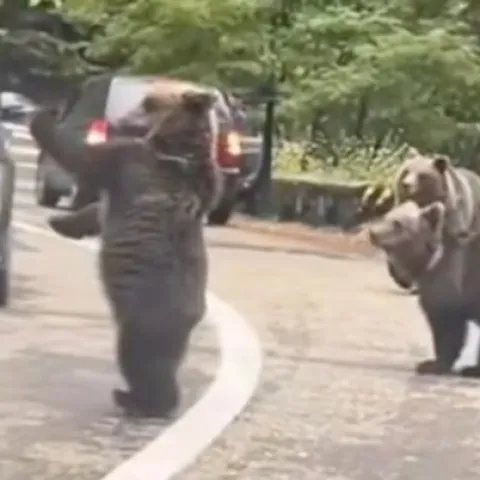 Prijateljski raspoloženi medvjedi