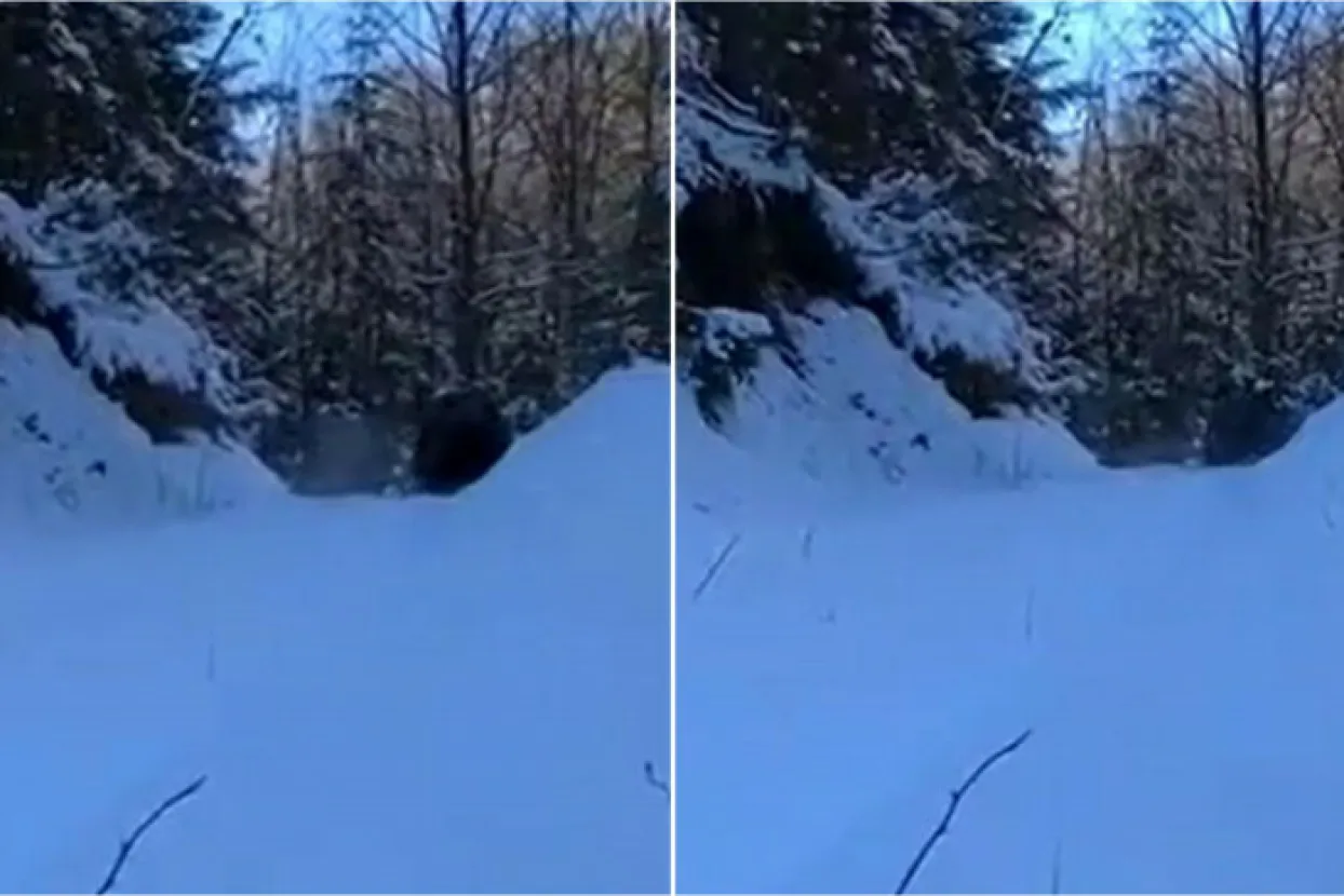 Medvjed snimljen kod Busovače