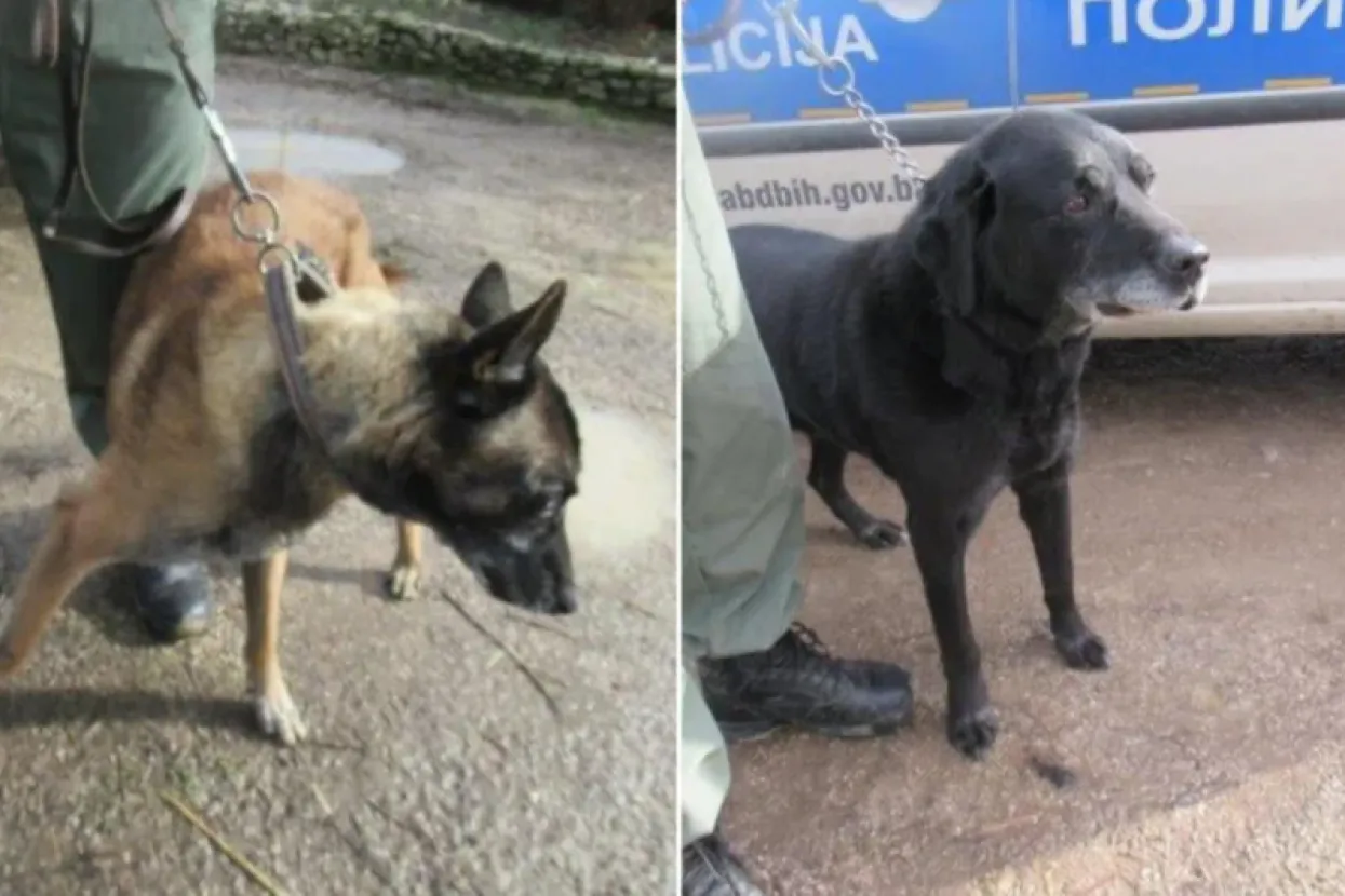 Policijski psi smješteni u azil