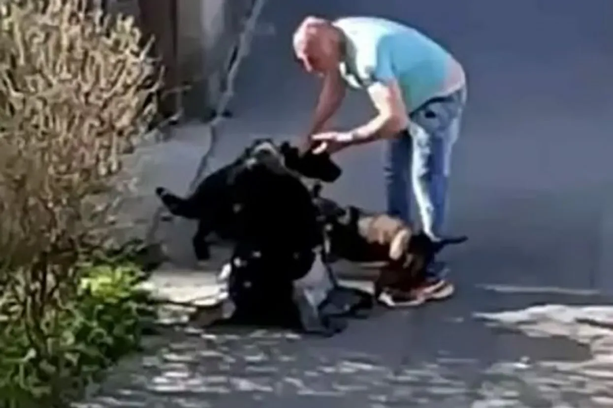 Beograd - tukao ženu i psa