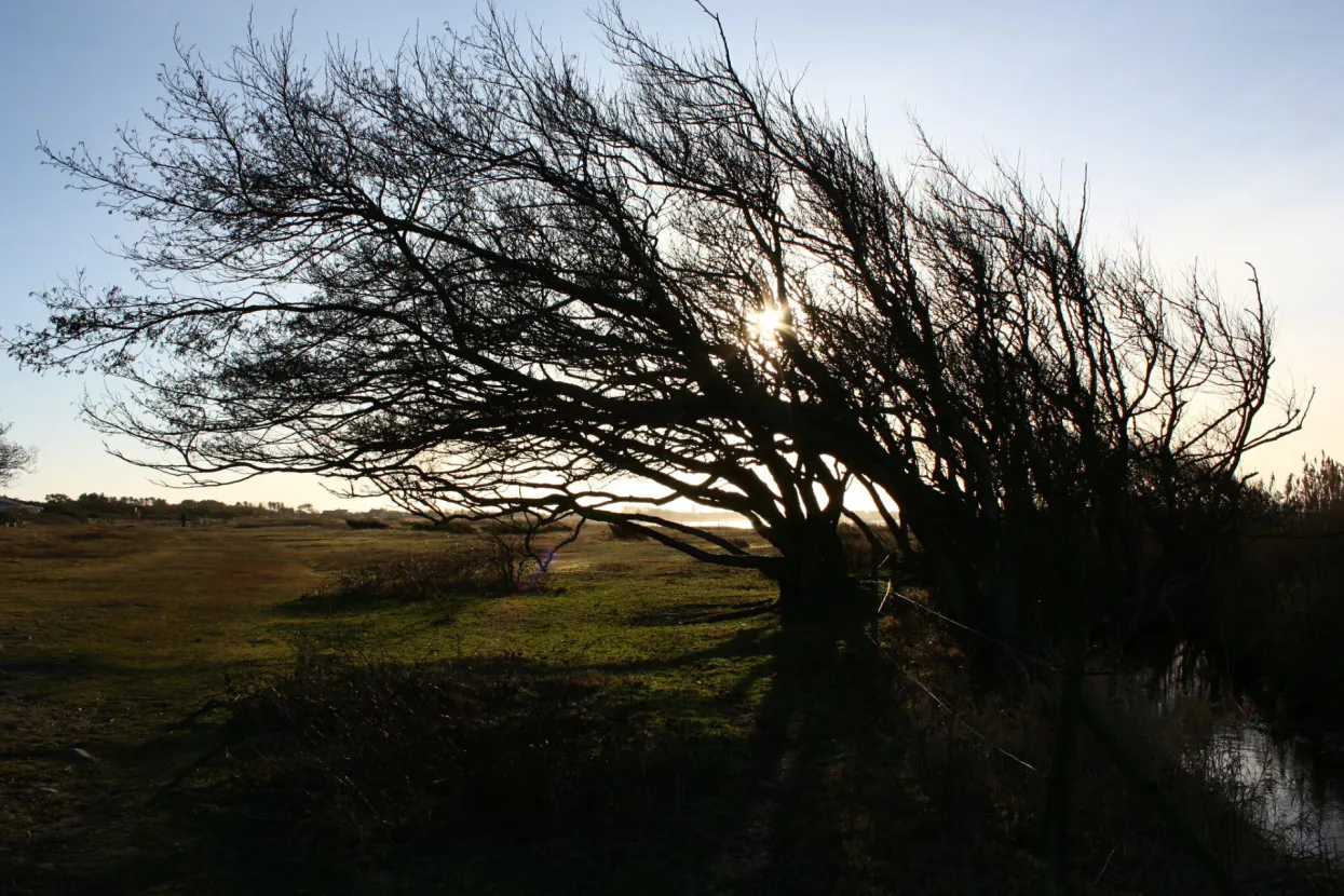 Vjetar (ilustracija)