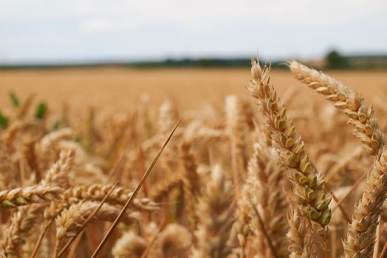 U Rumunjskoj utovarena prva po&scaron;iljka ukrajinskog kukuruza od početka rata