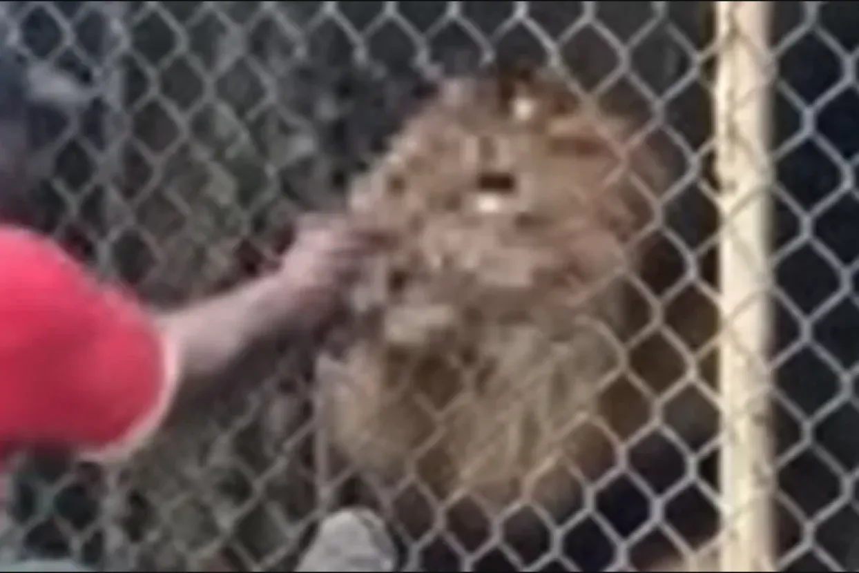 Ludost čuvara zoološkog vrta