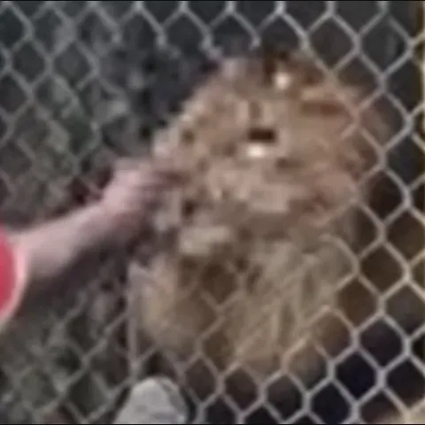 Ludost čuvara zoološkog vrta