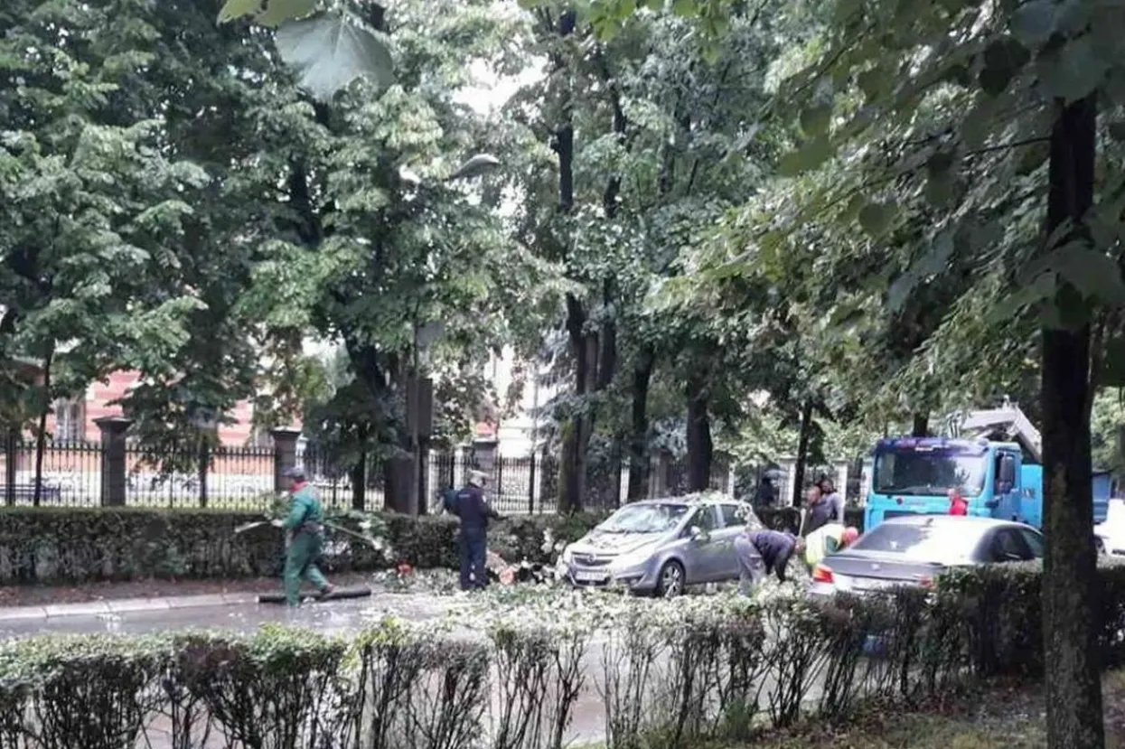 Banja Luka: Drvo palo na automobil u pokretu