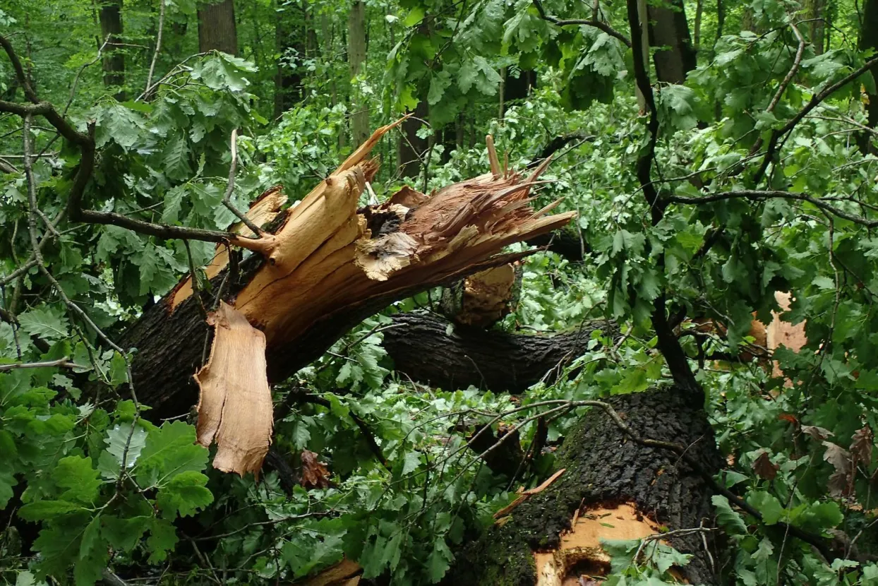 Ilustrativna fotografija