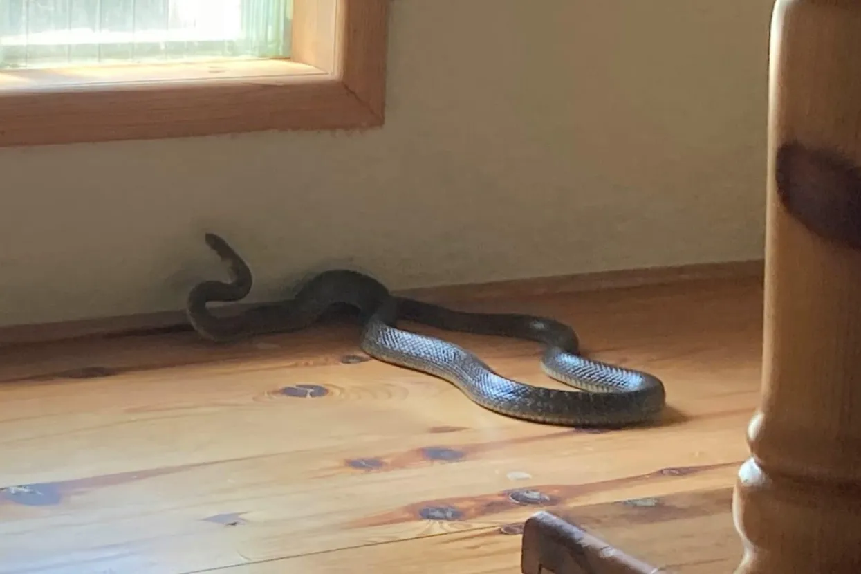 Zmija u obiteljskoj kući