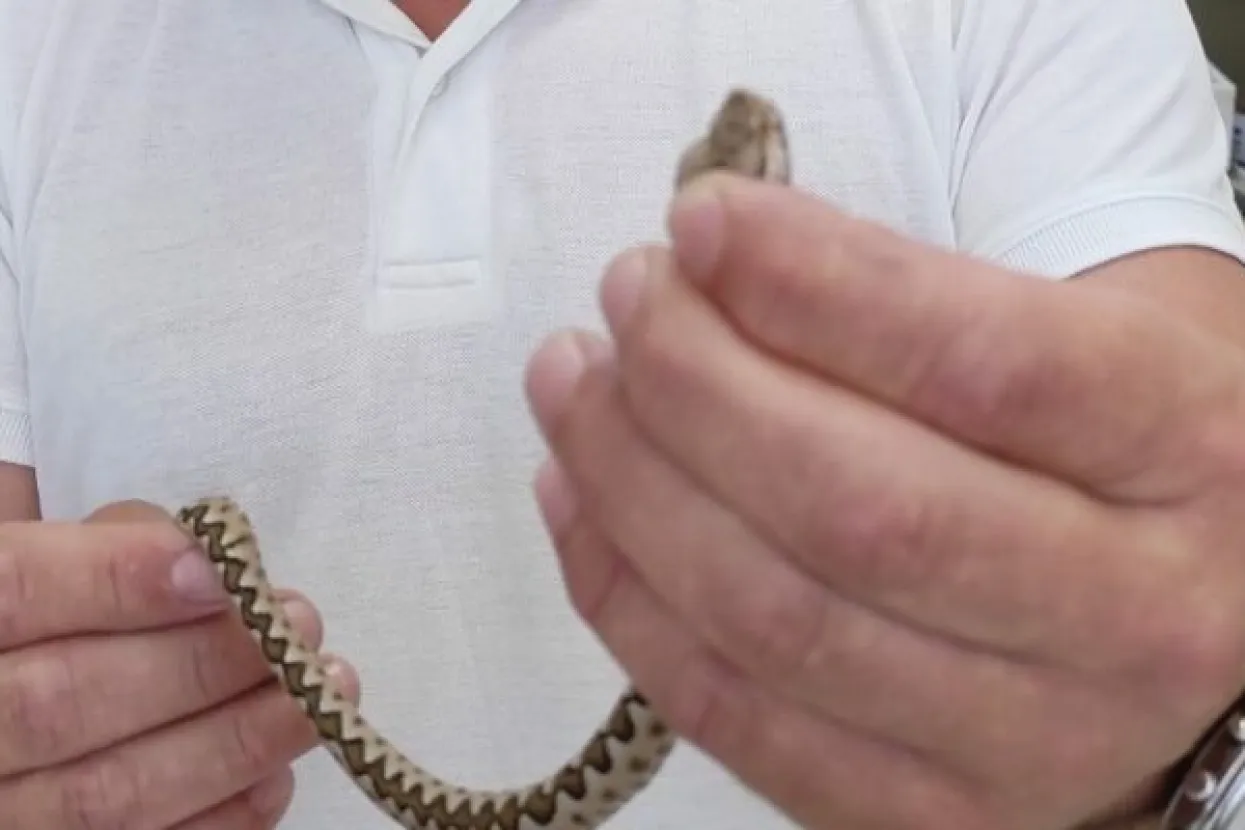 Muškarca ugrizao poskok, u vrećici ga donio na hitnu: &#39;Htio ga je uhvatiti i vratiti u prirodu, nije pojma imao o kojoj se vrsti radi&#39;