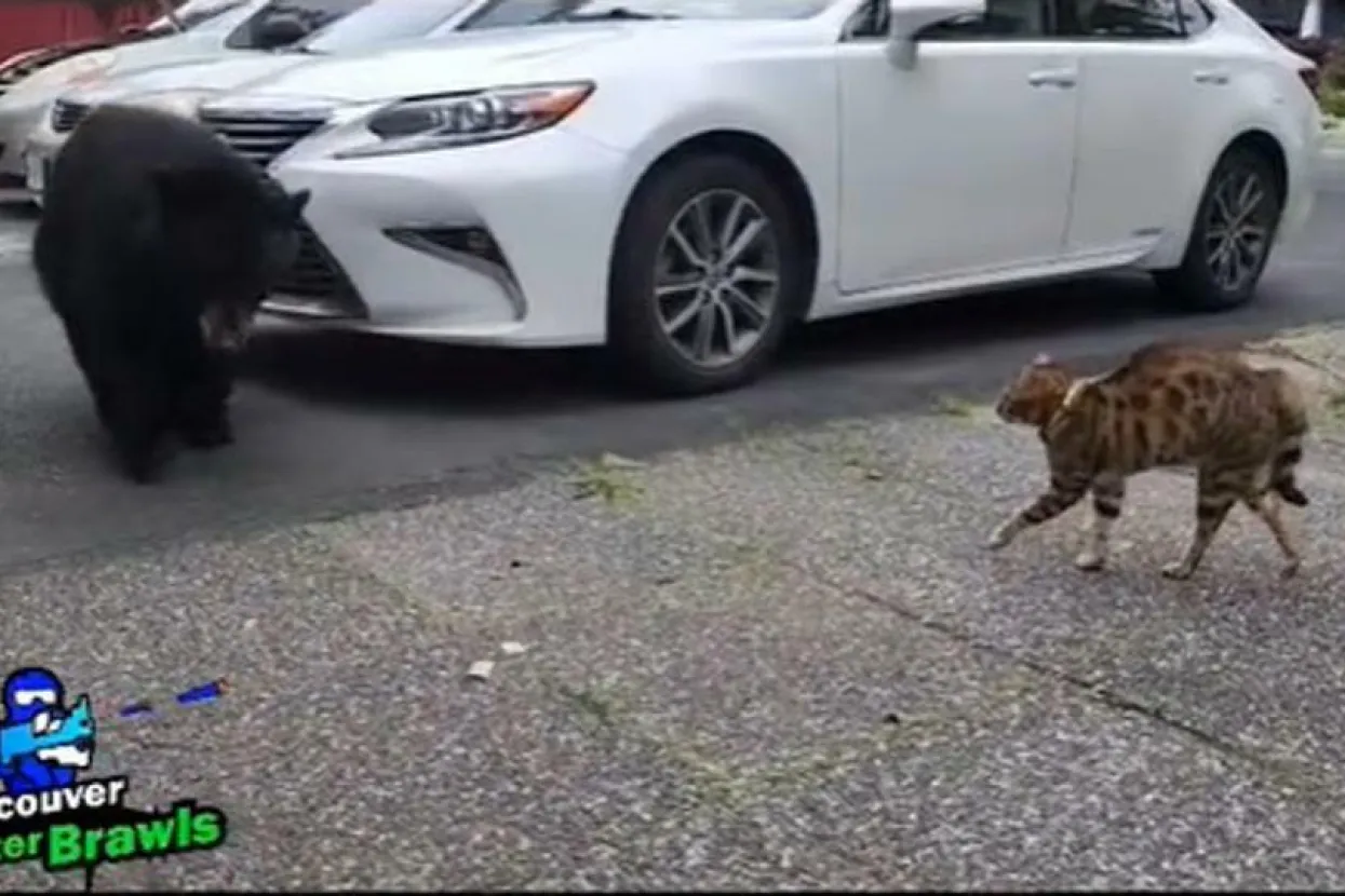 Mačka otjerala medvjeda