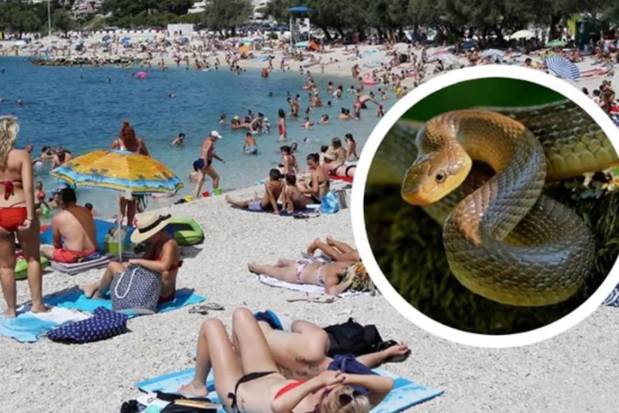 Hrvatska, plaža, zmija (Ilustracija)