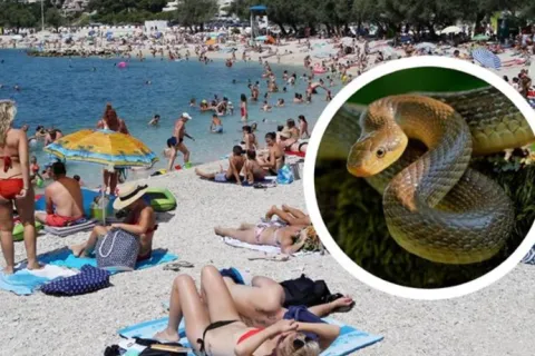 Hrvatska, plaža, zmija (Ilustracija)