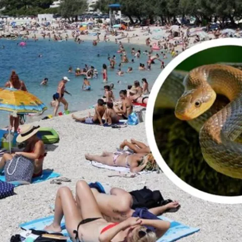 Hrvatska, plaža, zmija (Ilustracija)