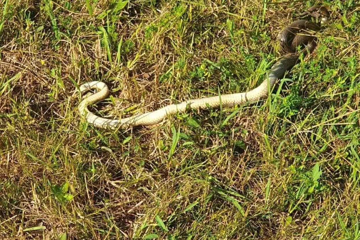 Pogledajte kolika se zmija pružila u Jelahu kod Te&scaron;nja