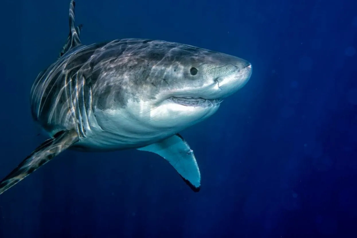 Ilustrativna fotografija