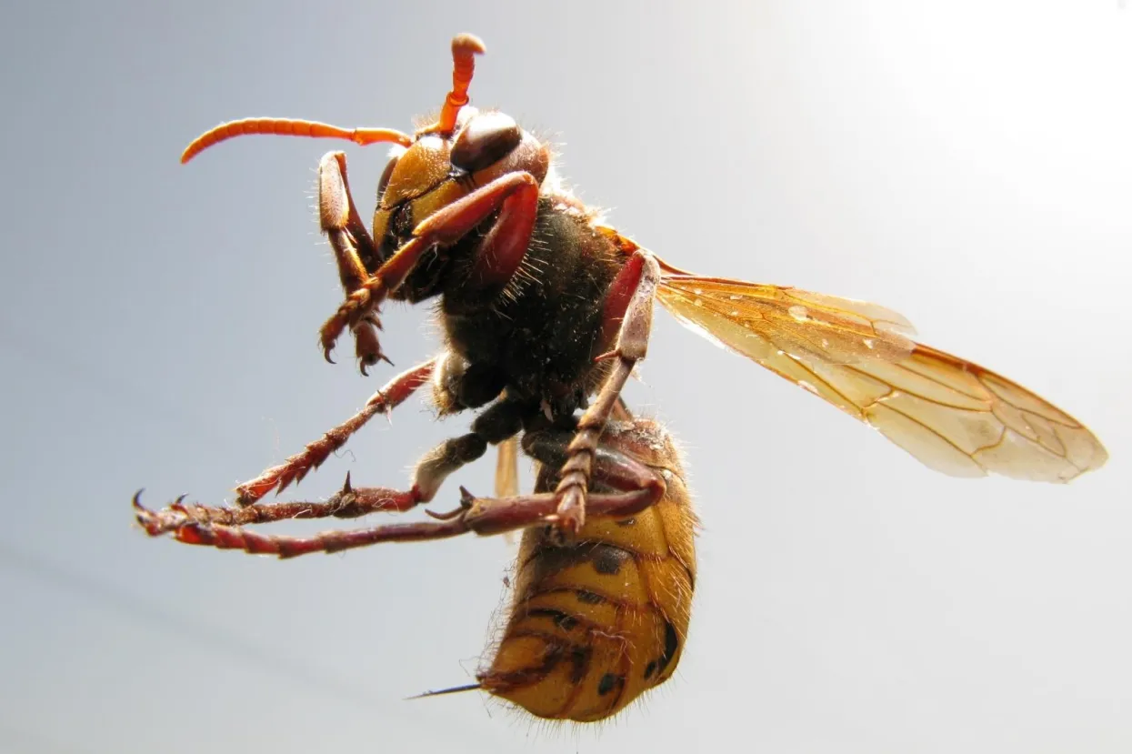 Europski stršljen (Vespa Crabro). Photo: Robert Anic/PIXSELL