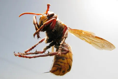 Europski stršljen (Vespa Crabro). Photo: Robert Anic/PIXSELL