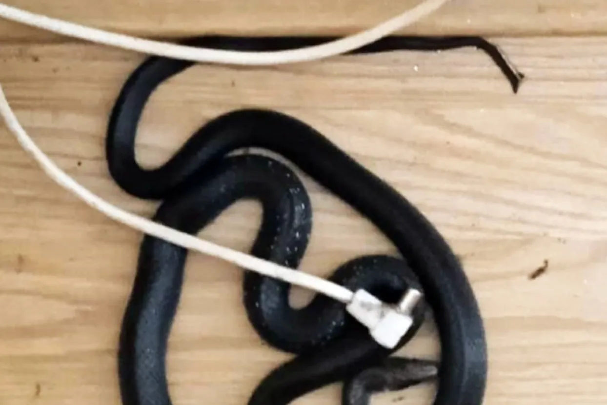 Žena u Bijeljini pronašla zmiju ispod kreveta: &#39;Nisam smjela prespavati u kući&#39;