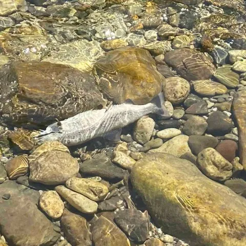 U Neretvi uočena veća količina mrtvih riba