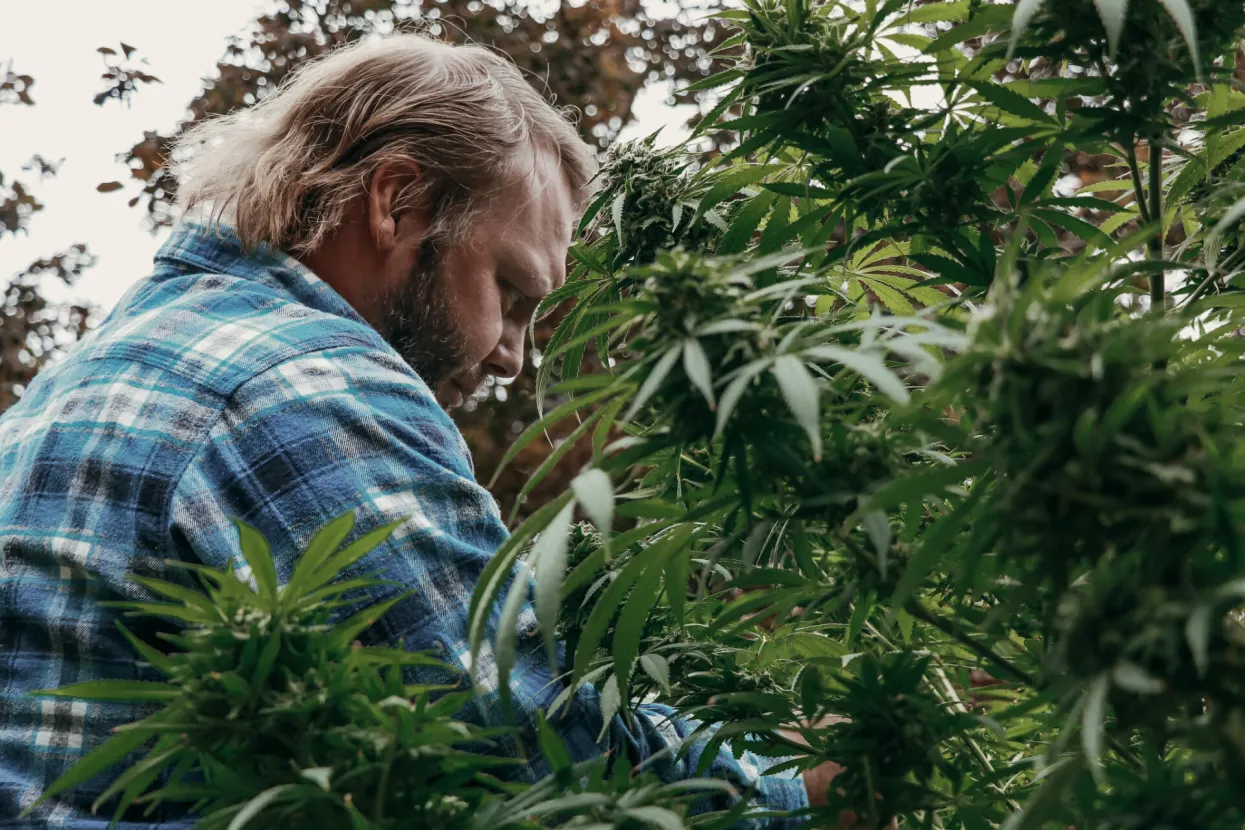 Marihuana (Ilustracija)