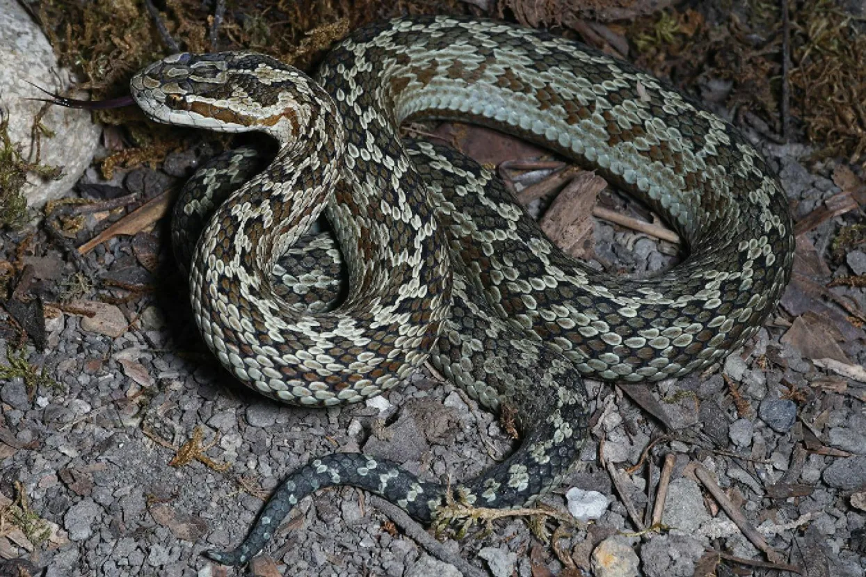 Zmija Gloydius laterali