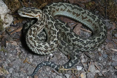 Zmija Gloydius laterali