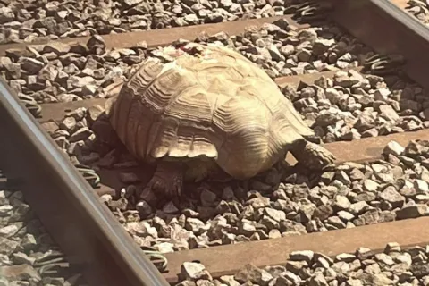 Željeznički promet zaustavila kornjača: &#39;Još je živa, ali ozlijeđena!&#39;