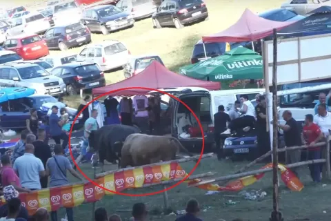 Drama na koridi u BiH: Bikovi Žujo i Brijezonja probili ogradu, nastao je stampedo