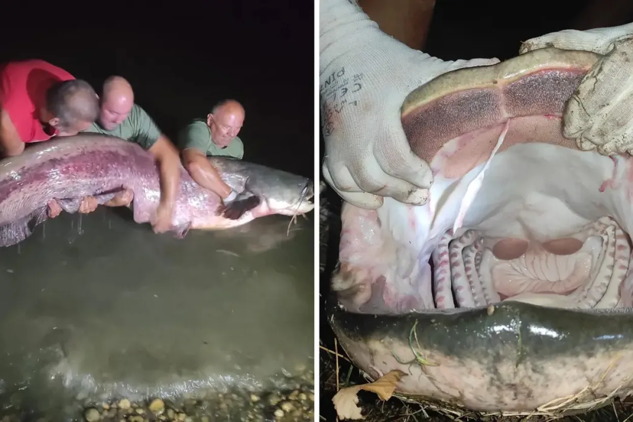 Ulovili grdosiju od dva i pol metra: 'Som ima oko 100 kila, ovo je riba života'