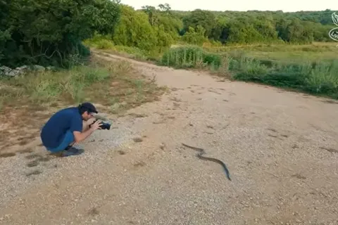 Četveroprugi kravosas