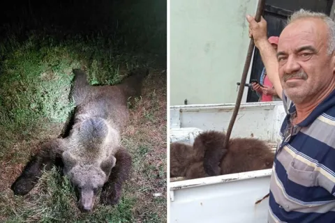 Pastir ustrijelio medvjeda za&scaron;tićene vrste nakon &scaron;to je napao njega i stado ovaca