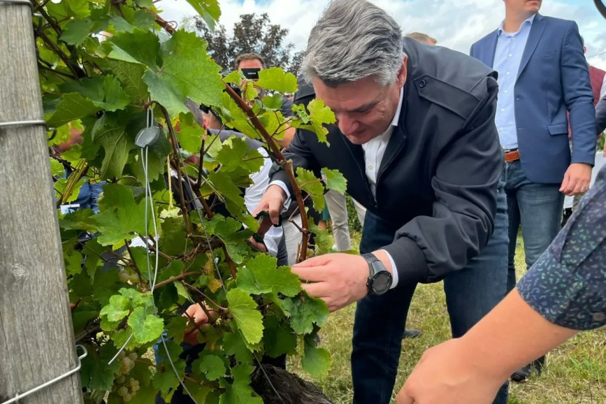 Milanović na berbi grožđa