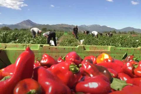 Iz Hercegovine se masovno izvozi za potrebe Podravke