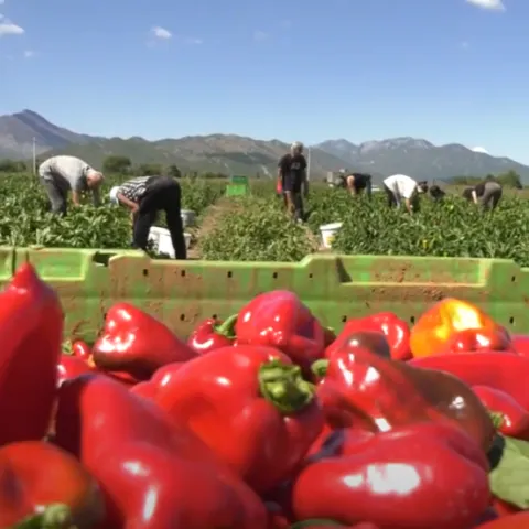 Iz Hercegovine se masovno izvozi za potrebe Podravke