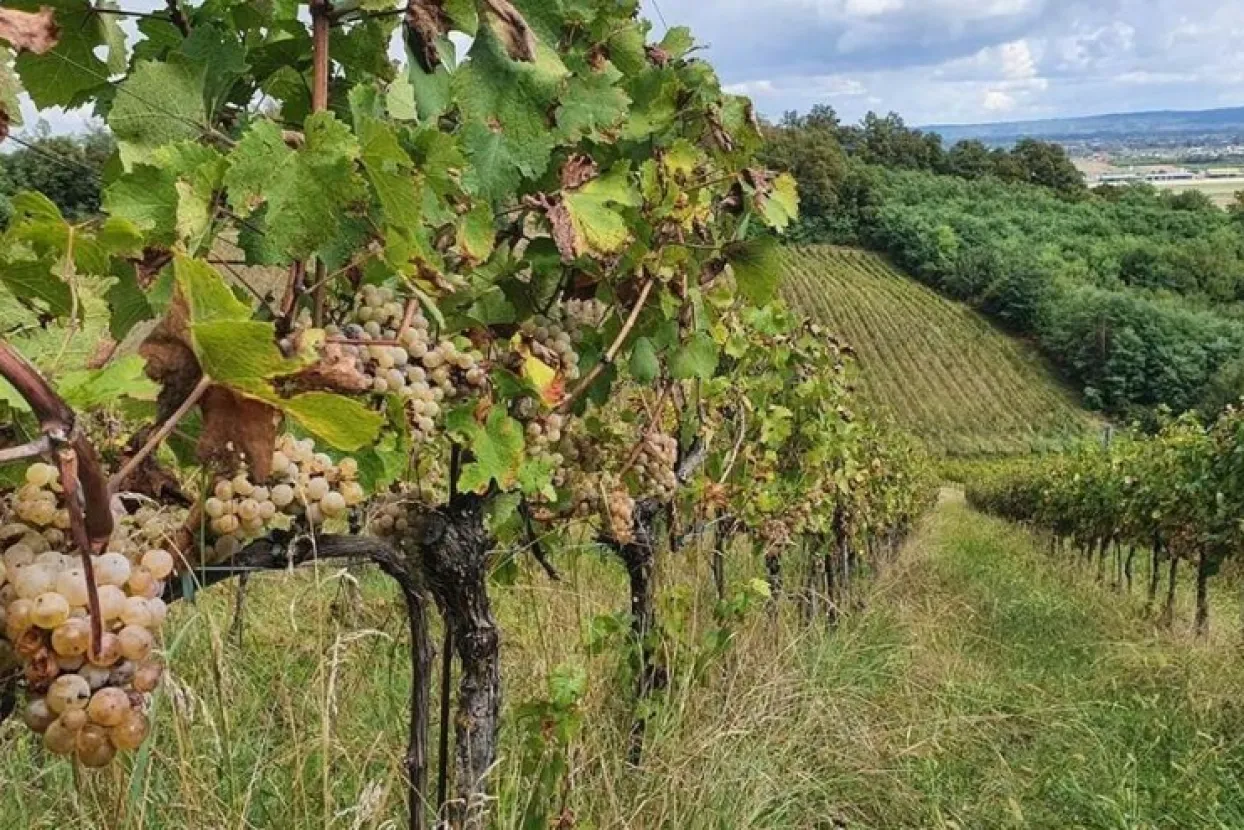 Župa Mahovljani: Susjedi pomažu svećeniku da ubere grožđe