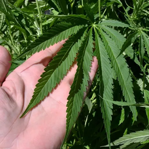 Ilustrativna fotografija