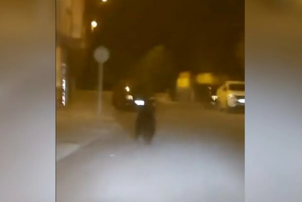 Medvjed lutao sredi&scaron;tem &scaron;panjolskoga grada: 'Situacija nije bila bezopasna'