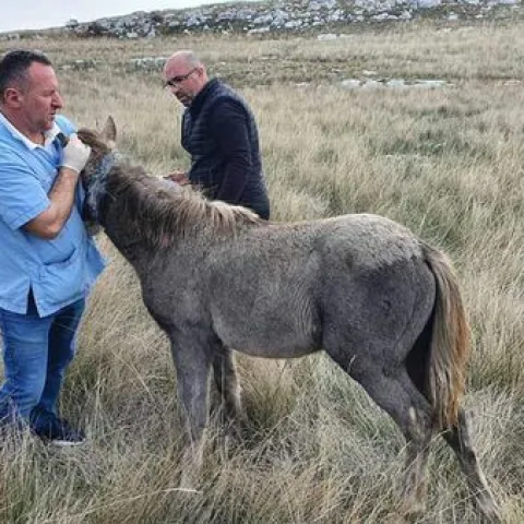 Spa&scaron;en divlji konj iz Livna