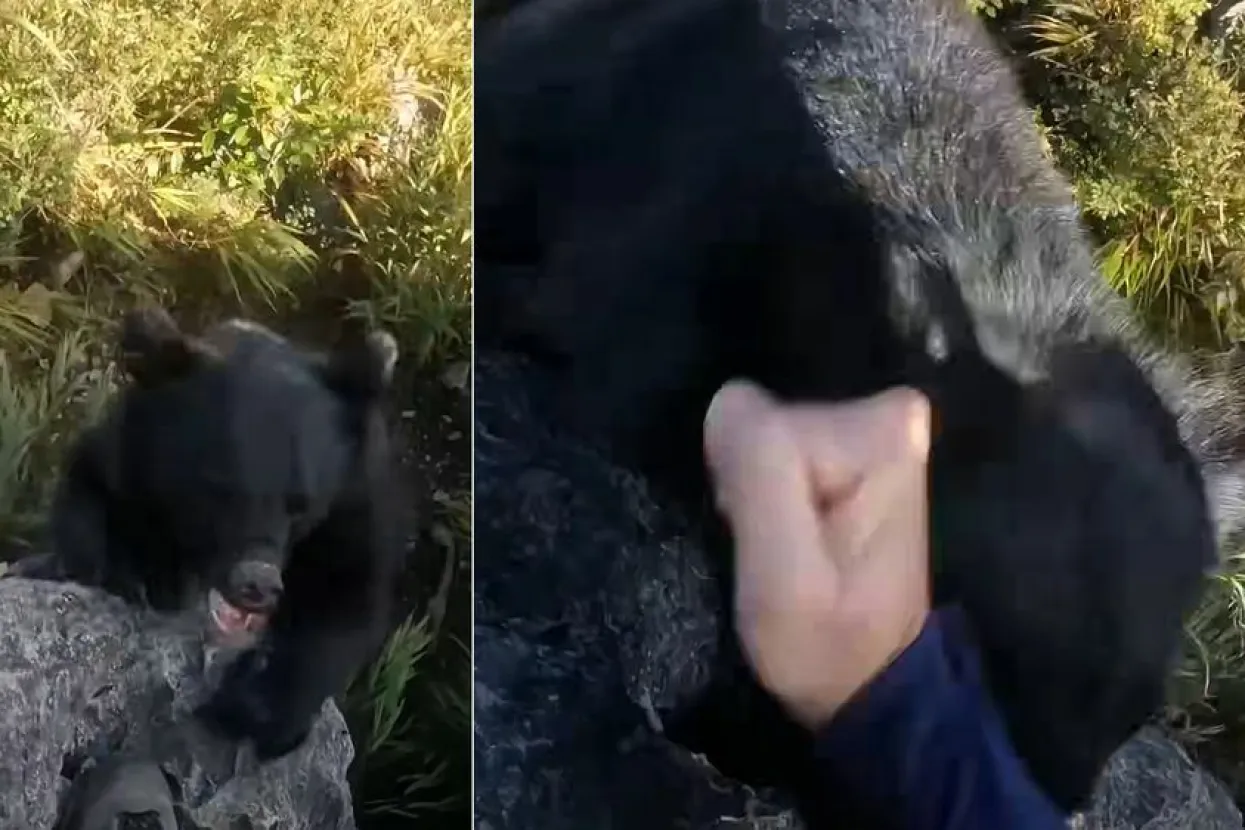 Medvjed napao planinara usred uspona