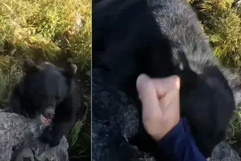 Medvjed napao planinara usred uspona