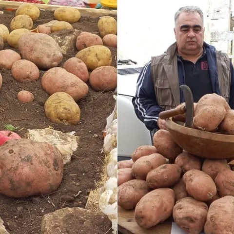 Radovanov krumpir kapitalac