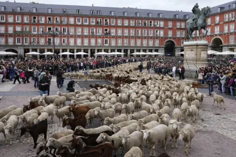 Stotine ovaca u pratnji pastira pro&scaron;le sredi&scaron;tem Madrida: 'Djeca misle da mlijeko dolazi iz trgovine'